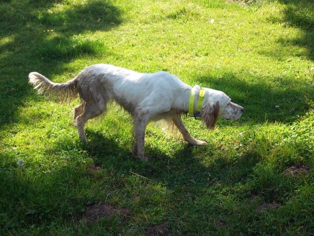 Chiens