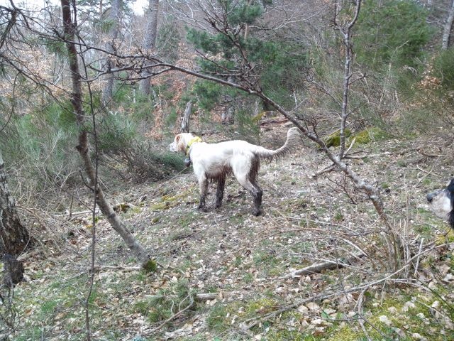 Chasse